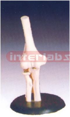 Life-Size Elbow Joint